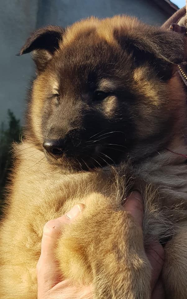 Du Perigord Vert - NAISSANCE DE 6 CHIOTS TERVUERENS