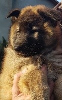 CHIOT