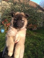 CHIOT